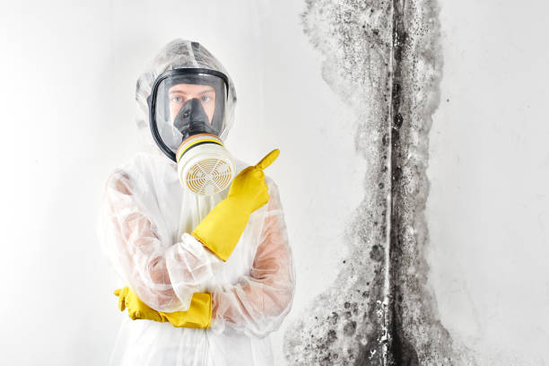 Best Mold Odor Removal Services in Auburn, WA