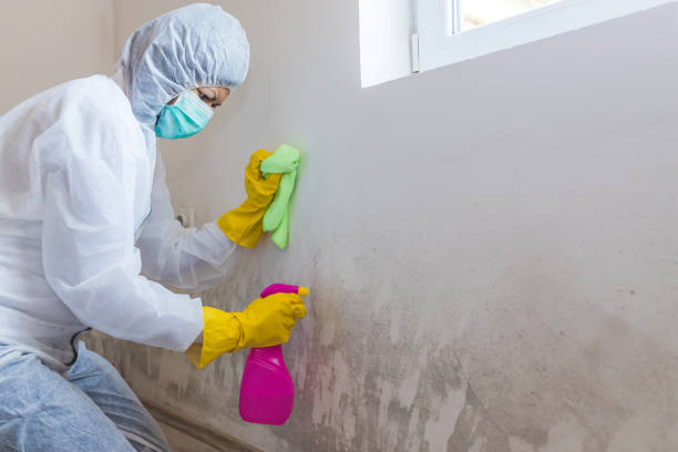 Best Real Estate Mold Inspection in Auburn, WA