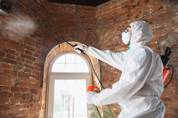 Best Basement Mold Removal in Auburn, WA