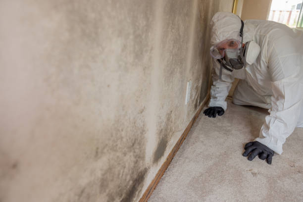 Best Environmental Consulting for Mold Prevention in Auburn, WA