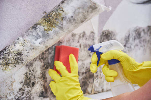 Best Mold Damage Restoration in Auburn, WA